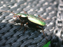 Agonum octopunctatum