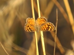 Aricoris hubrichi