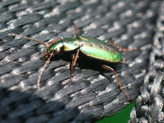 Agonum octopunctatum