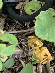 Coluber constrictor priapus image