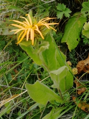 Pentanema orientale
