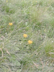 Pentanema orientale