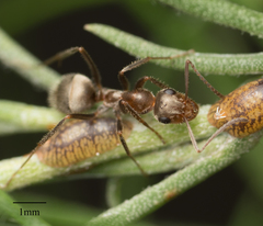 Formica francoeuri