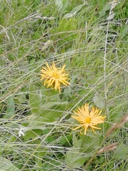 Pentanema orientale