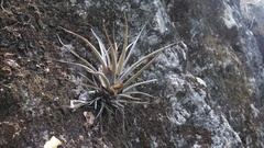Tillandsia capitata