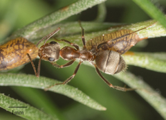 Formica francoeuri