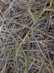 Stephanomeria lactucina