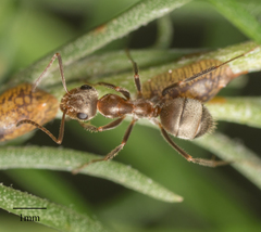 Formica francoeuri