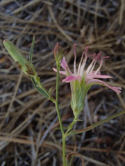 Stephanomeria lactucina