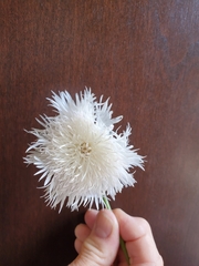 Cirsium neomexicanum utahense