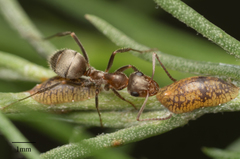Formica francoeuri