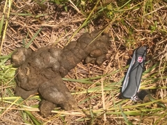 Hydrochoerus hydrochaeris