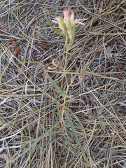 Stephanomeria lactucina