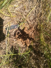 Hydrochoerus hydrochaeris