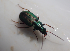 Agonum octopunctatum