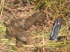 Hydrochoerus hydrochaeris