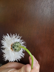 Cirsium neomexicanum utahense