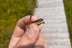 Stethophyma lineatum