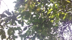 Tabernaemontana tomentosa