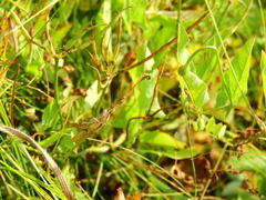 Chorthippus macrocerus