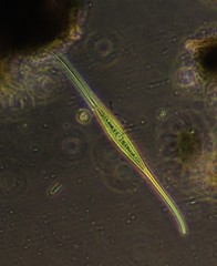 Closterium setaceum
