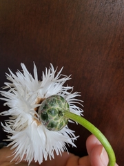 Cirsium neomexicanum utahense