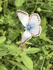 Polyommatus coridon