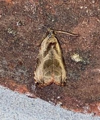 Olethreutes corylana