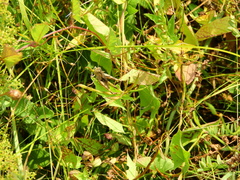 Chorthippus macrocerus