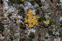 Xanthoria parietina