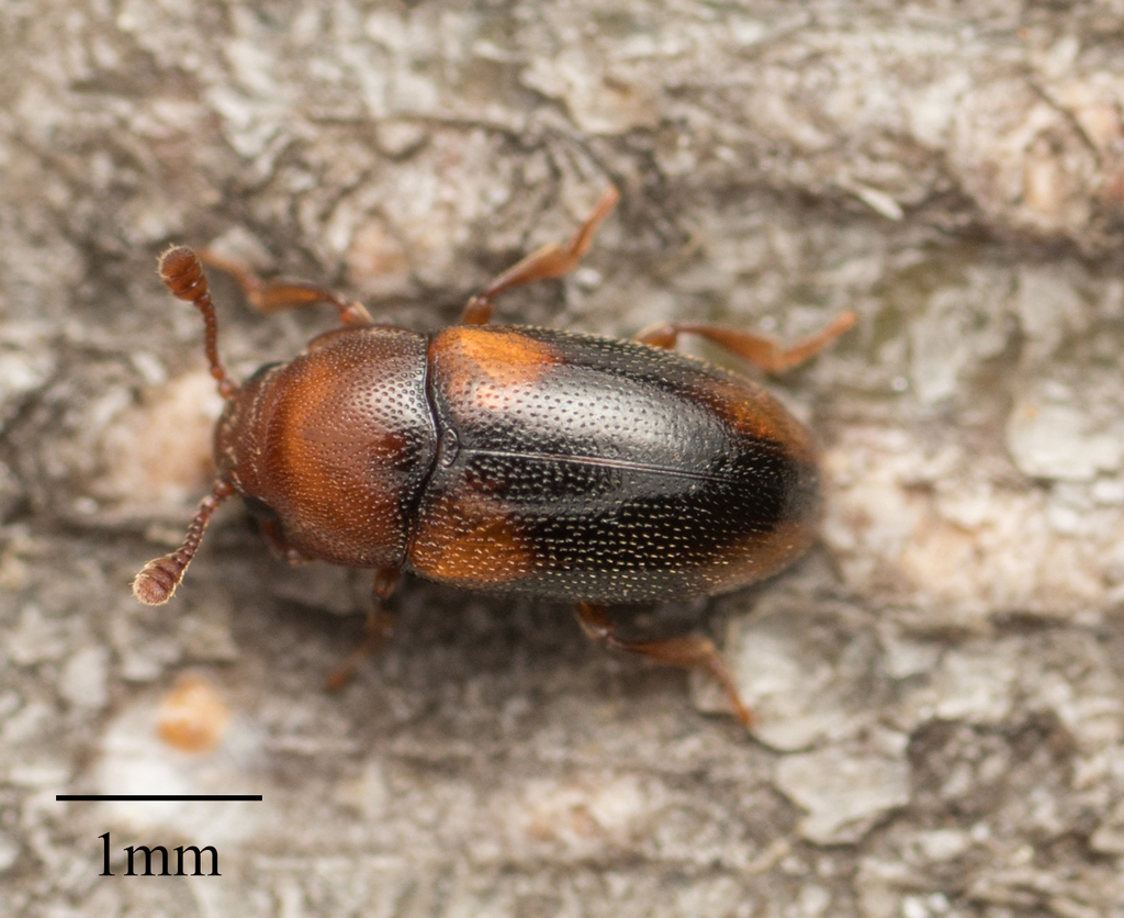 Dacne californica
