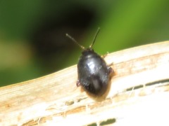 Scirtes hemisphaericus