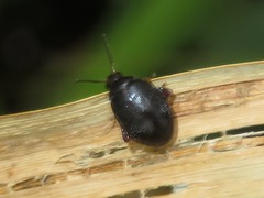 Scirtes hemisphaericus