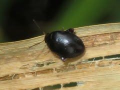 Scirtes hemisphaericus