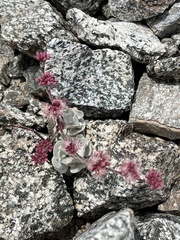 Eriogonum saxatile