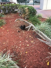 Gallus gallus domesticus