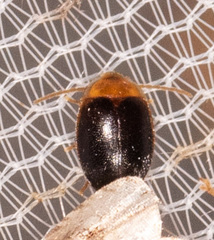 Sacodes thoracica