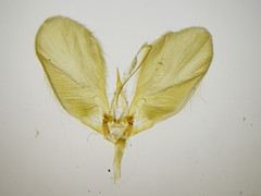 Philereme transversata