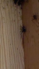 Tachycines asynamorus