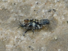 Ellipes minuta
