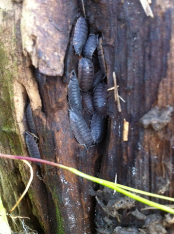 Porcellio scaber