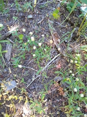 Trifolium eriocephalum