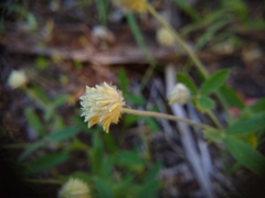 Trifolium eriocephalum