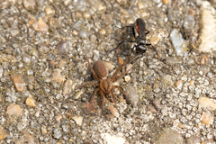 Arachnospila