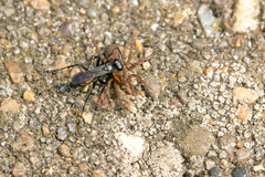 Arachnospila