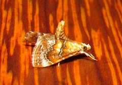 Glaphyriinae