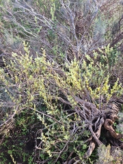 Podalyria microphylla