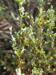 Podalyria microphylla