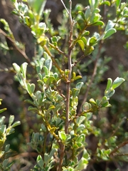Podalyria microphylla