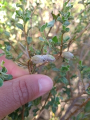 Podalyria microphylla